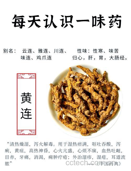 黄连功效与作用原料介绍食用指导食材文化