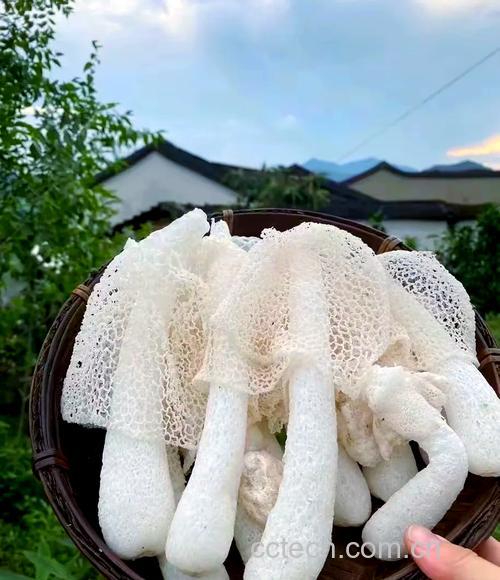 竹茹功效与作用原料介绍食用指导食材文化