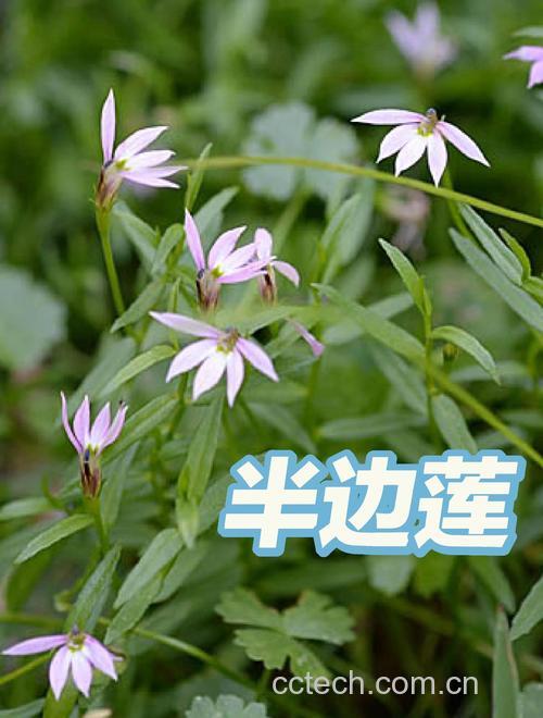 半边莲功效与作用原料介绍适宜人群食用指导食材文化