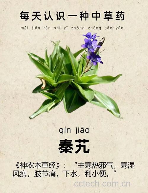 秦艽功效与作用原料介绍食用指导食材文化