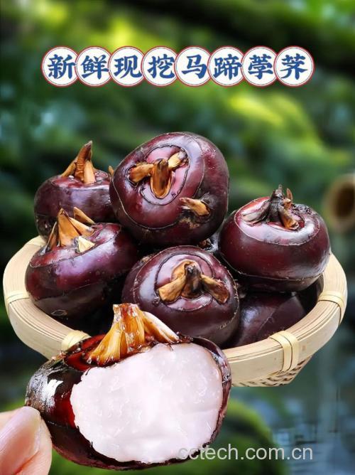 马蹄功效与作用原料介绍适宜人群食用指导食疗作用