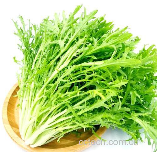苦菊功效与作用原料介绍营养分析适宜人群食用指导食疗作用