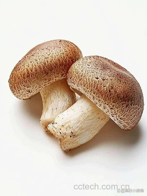 香菇(鲜)功效与作用原料介绍营养分析食用指导食材文化