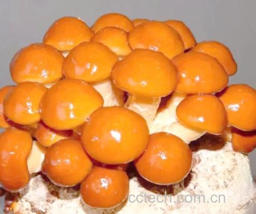 滑子菇功效与作用原料介绍营养分析适宜人群食疗作用
