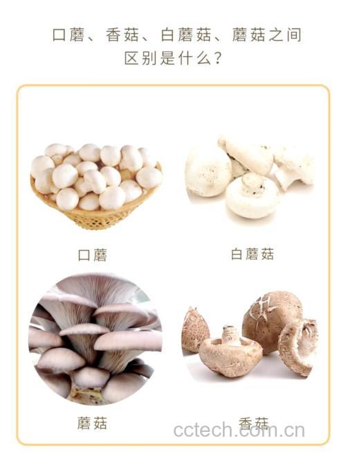 口蘑功效与作用原料介绍营养分析食用指导食疗作用