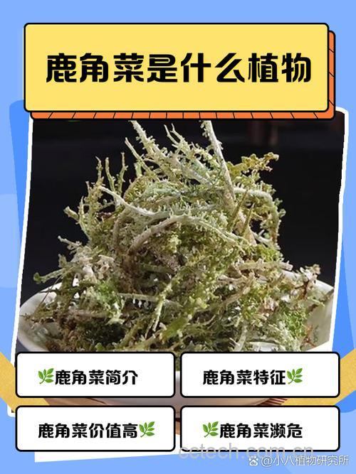 鹿角菜功效与作用原料介绍营养分析适宜人群食用指导食疗作用食材文化
