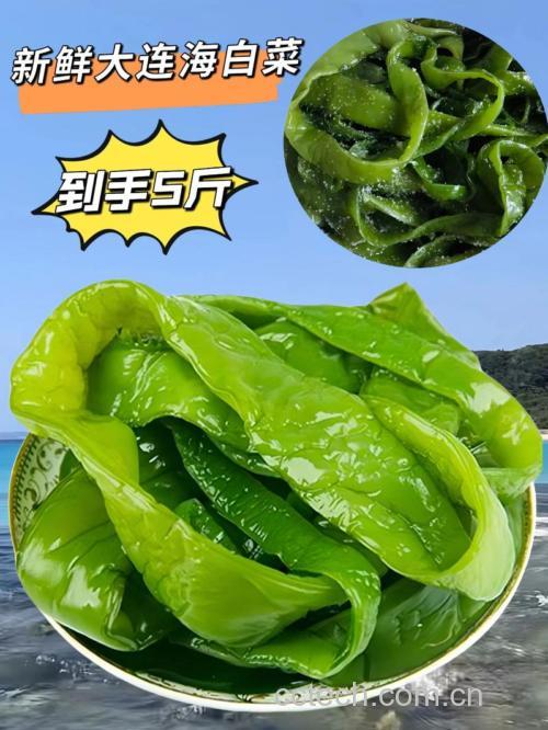 海白菜功效与作用原料介绍营养分析食用指导