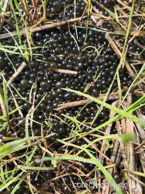 葛仙米功效与作用原料介绍营养分析适宜人群食用指导食材文化