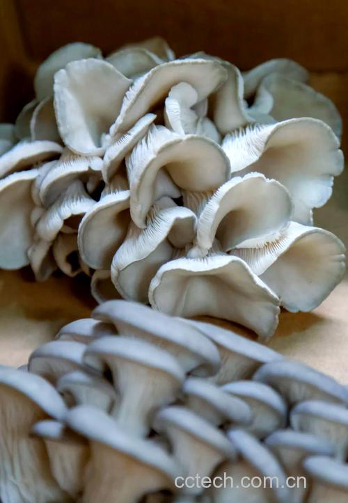 凤尾菇功效与作用原料介绍营养分析适宜人群