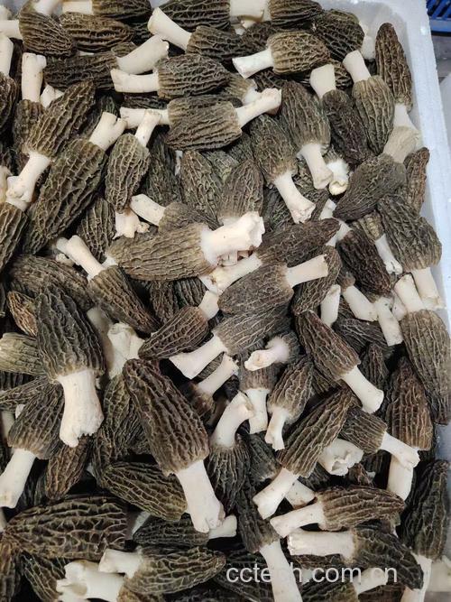 羊肚菌功效与作用原料介绍营养分析适宜人群食材文化