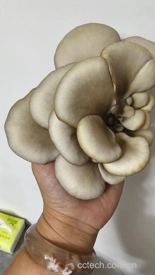 蘑菇（干）功效与作用原料介绍营养分析适宜人群食用指导食材文化