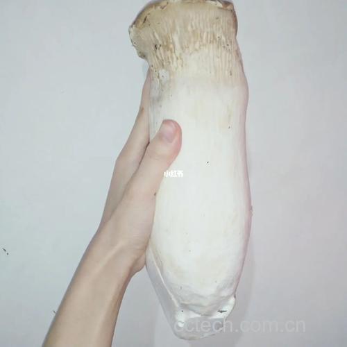 杏鲍菇功效与作用原料介绍营养分析适宜人群食用指导食材文化