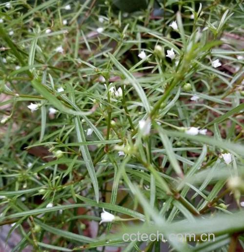 白花蛇舌草功效与作用原料介绍营养分析适宜人群食用指导食材文化