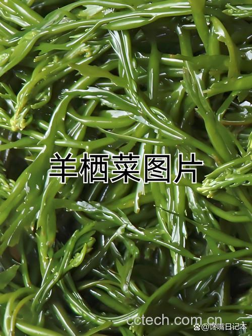 羊栖菜功效与作用原料介绍营养分析食用指导食材文化