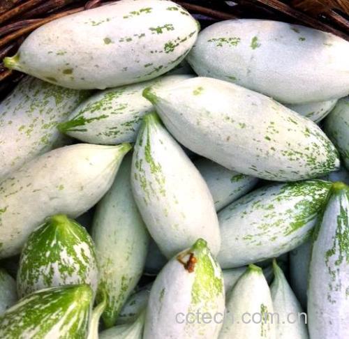 老鼠瓜功效与作用原料介绍营养分析