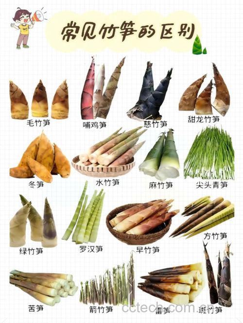 竹笋功效与作用原料介绍营养分析食用指导食材文化