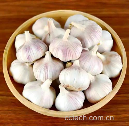 大蒜功效与作用原料介绍营养分析适宜人群食用指导食疗作用食材文化