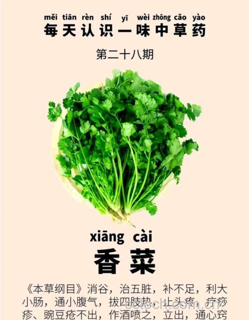 香菜功效与作用原料介绍营养分析食用指导食材文化
