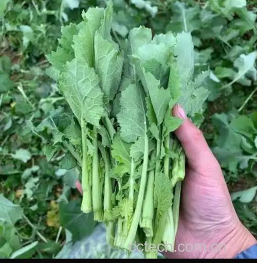油菜薹功效与作用原料介绍适宜人群食疗作用食材文化