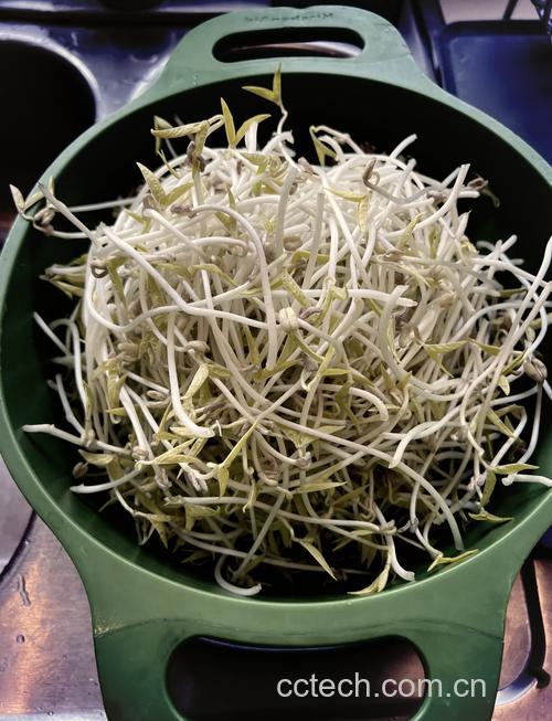 绿豆芽功效与作用原料介绍营养分析适宜人群食用指导食材文化