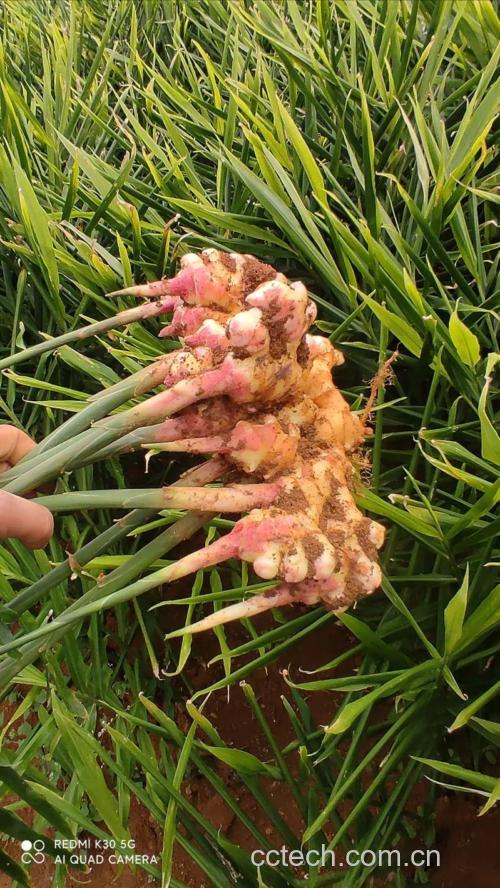姜功效与作用原料介绍营养分析适宜人群食用指导食材文化