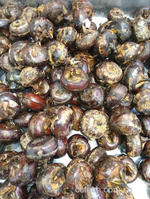 荸荠功效与作用原料介绍营养分析食用指导