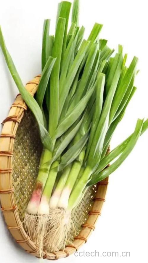 青蒜功效与作用原料介绍营养分析适宜人群食用指导食疗作用食材文化