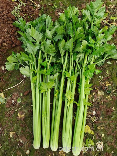 芹菜功效与作用原料介绍营养分析适宜人群食用指导食疗作用食材文化
