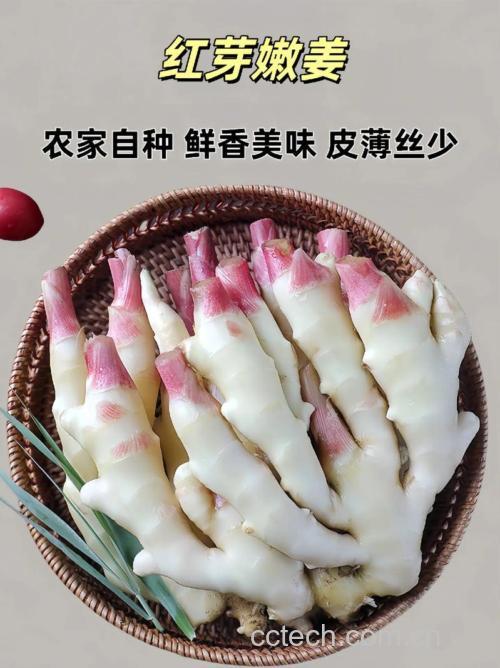 子姜功效与作用原料介绍适宜人群食疗作用食材文化