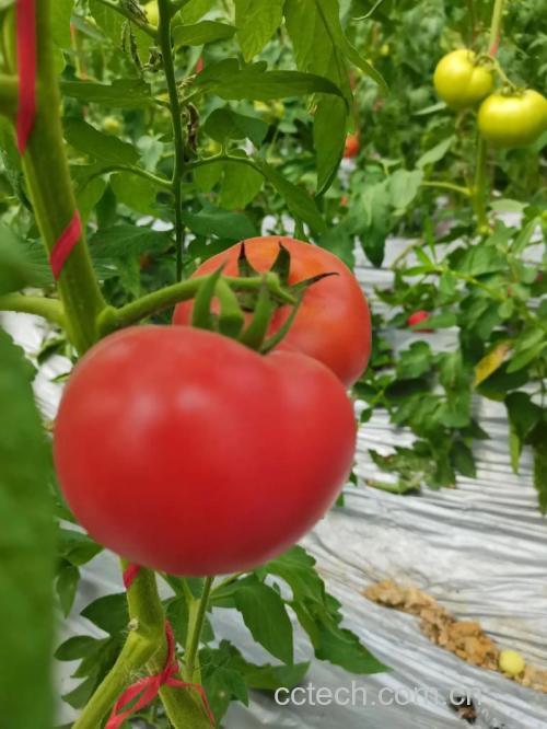 番茄功效与作用原料介绍营养分析适宜人群食用指导食材文化