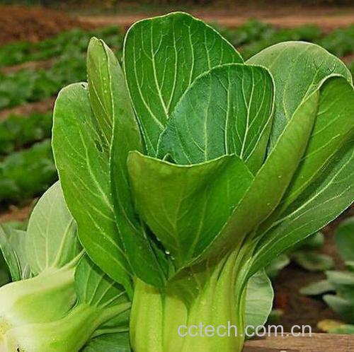 油菜功效与作用原料介绍营养分析适宜人群食用指导食疗作用