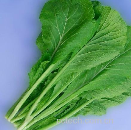 芥菜功效与作用原料介绍营养分析适宜人群食用指导食疗作用