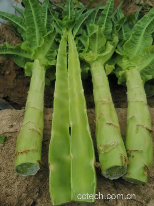 莴笋功效与作用原料介绍营养分析适宜人群食用指导食疗作用