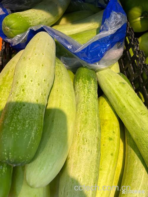 黄瓜功效与作用原料介绍营养分析食用指导