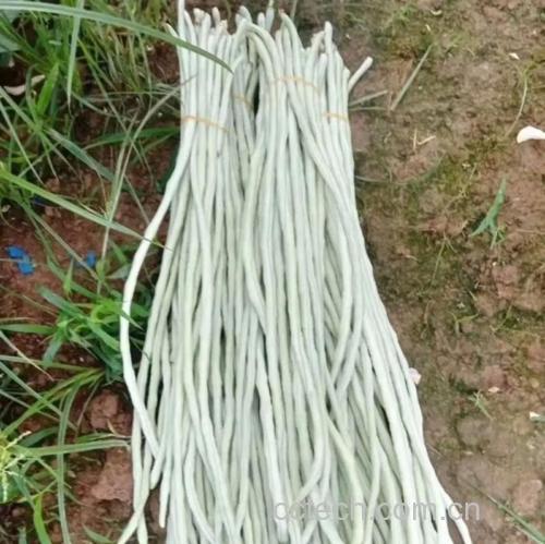 豇豆功效与作用原料介绍营养分析食用指导食材文化