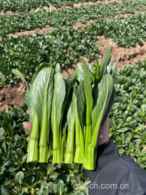 油菜心功效与作用原料介绍营养分析食用指导