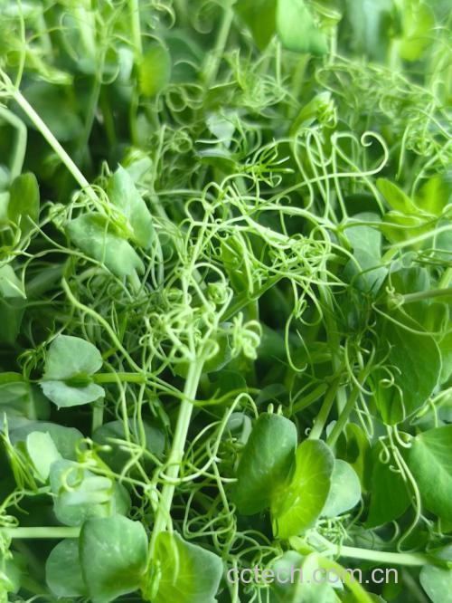 豌豆苗功效与作用原料介绍营养分析适宜人群食疗作用