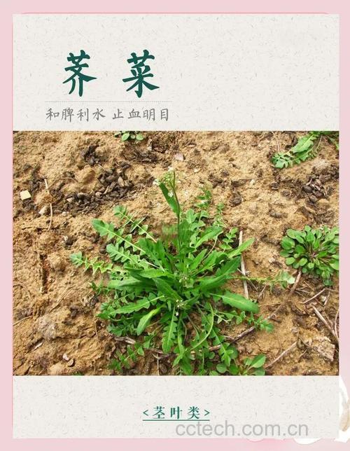 荠菜功效与作用原料介绍营养分析食用指导食材文化