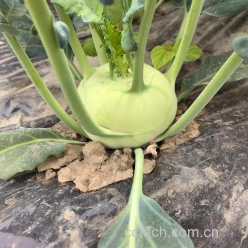 苤蓝功效与作用原料介绍营养分析适宜人群食用指导食疗作用
