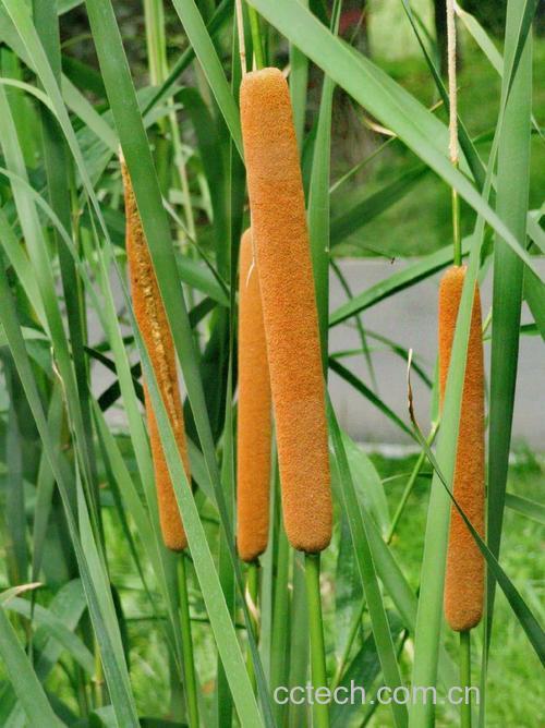 蒲菜功效与作用原料介绍适宜人群食用指导食疗作用食材文化