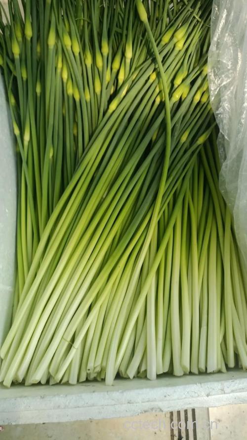 蒜苔功效与作用原料介绍营养分析适宜人群食用指导食疗作用食材文化
