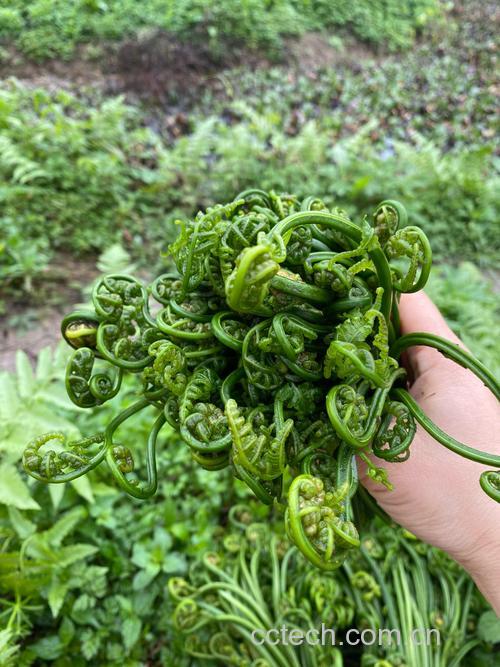 蕨菜功效与作用原料介绍营养分析适宜人群食用指导食疗作用食材文化