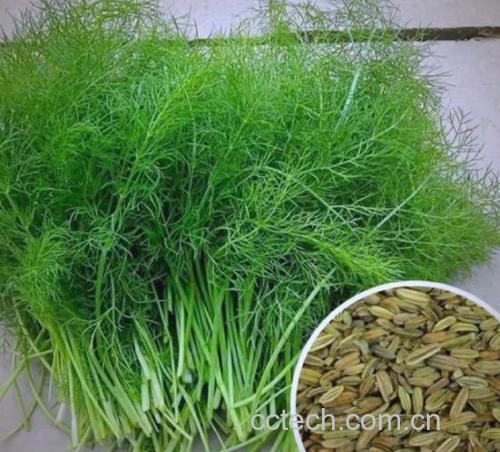 茴香功效与作用原料介绍营养分析食用指导食疗作用