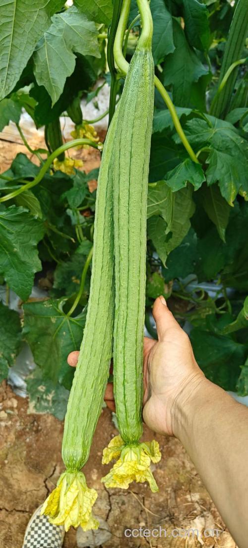 丝瓜功效与作用原料介绍营养分析适宜人群食用指导食材文化