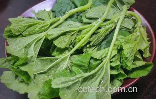 冬寒菜功效与作用原料介绍适宜人群
