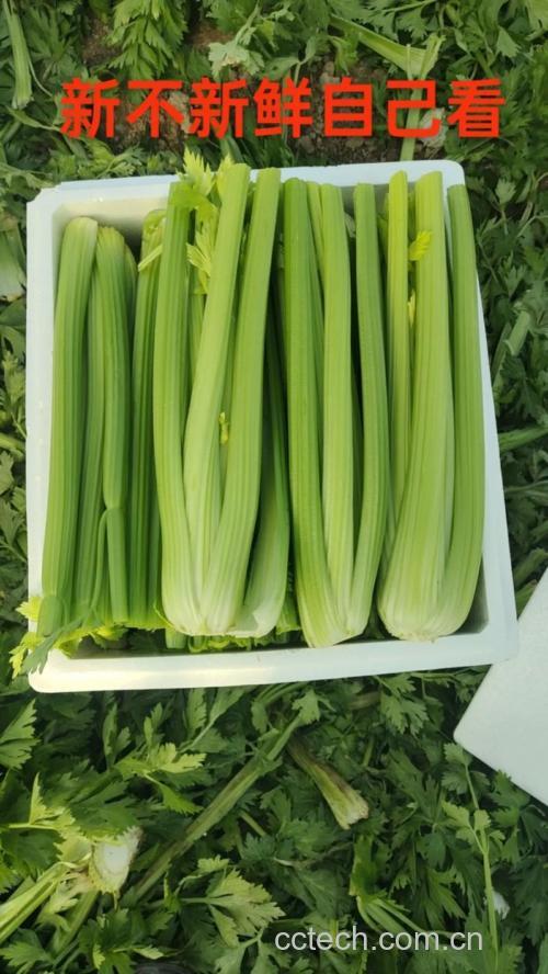 西芹功效与作用原料介绍营养分析适宜人群食用指导