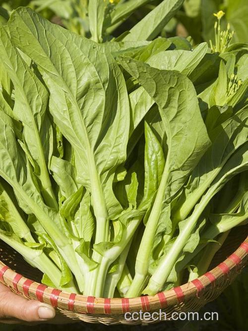 白菜薹功效与作用原料介绍营养分析适宜人群