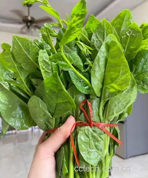 木耳菜功效与作用原料介绍营养分析适宜人群食用指导