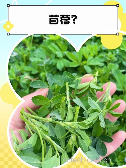 苜蓿功效与作用原料介绍营养分析适宜人群食用指导食疗作用食材文化