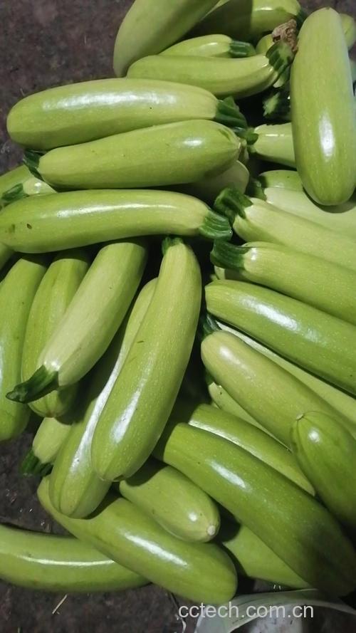 菜瓜功效与作用营养分析食用指导食材文化